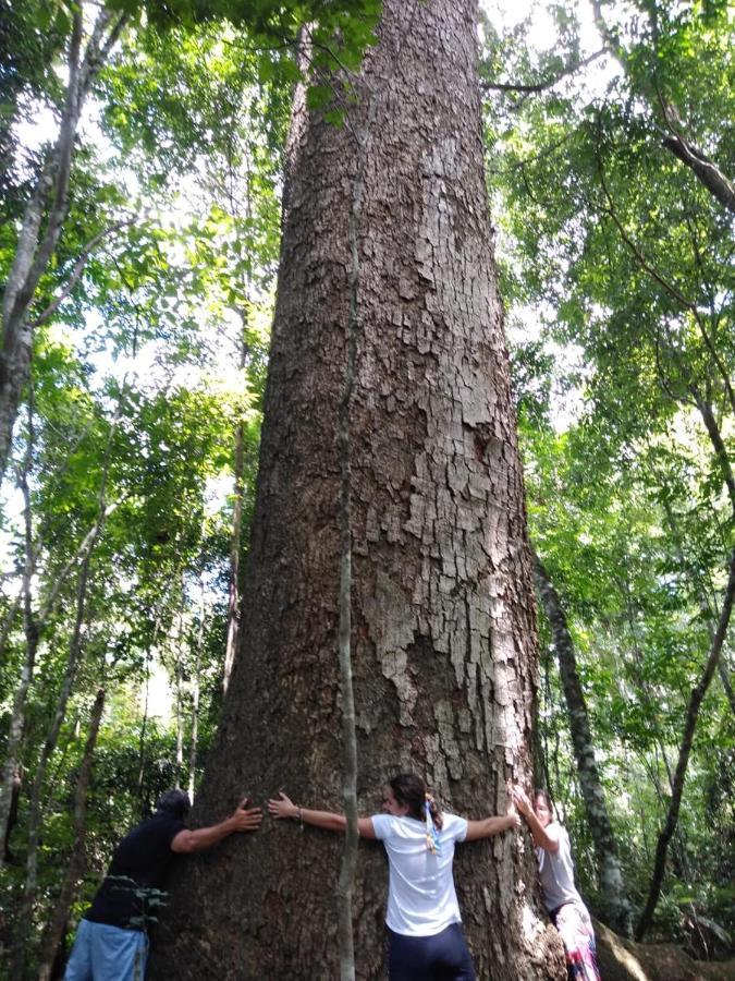 Margay - Reserva Natural Y Lodge De Selva El Soberbio Εξωτερικό φωτογραφία