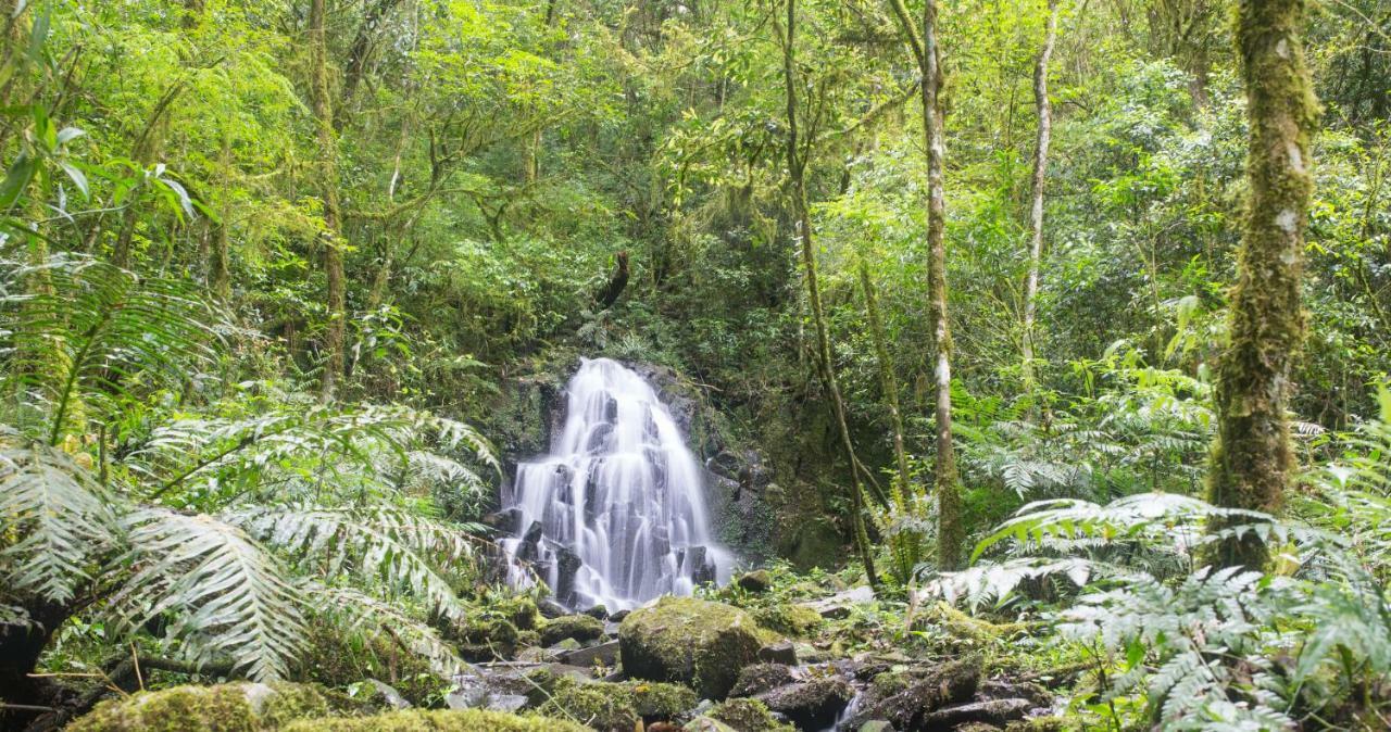 Margay - Reserva Natural Y Lodge De Selva El Soberbio Εξωτερικό φωτογραφία